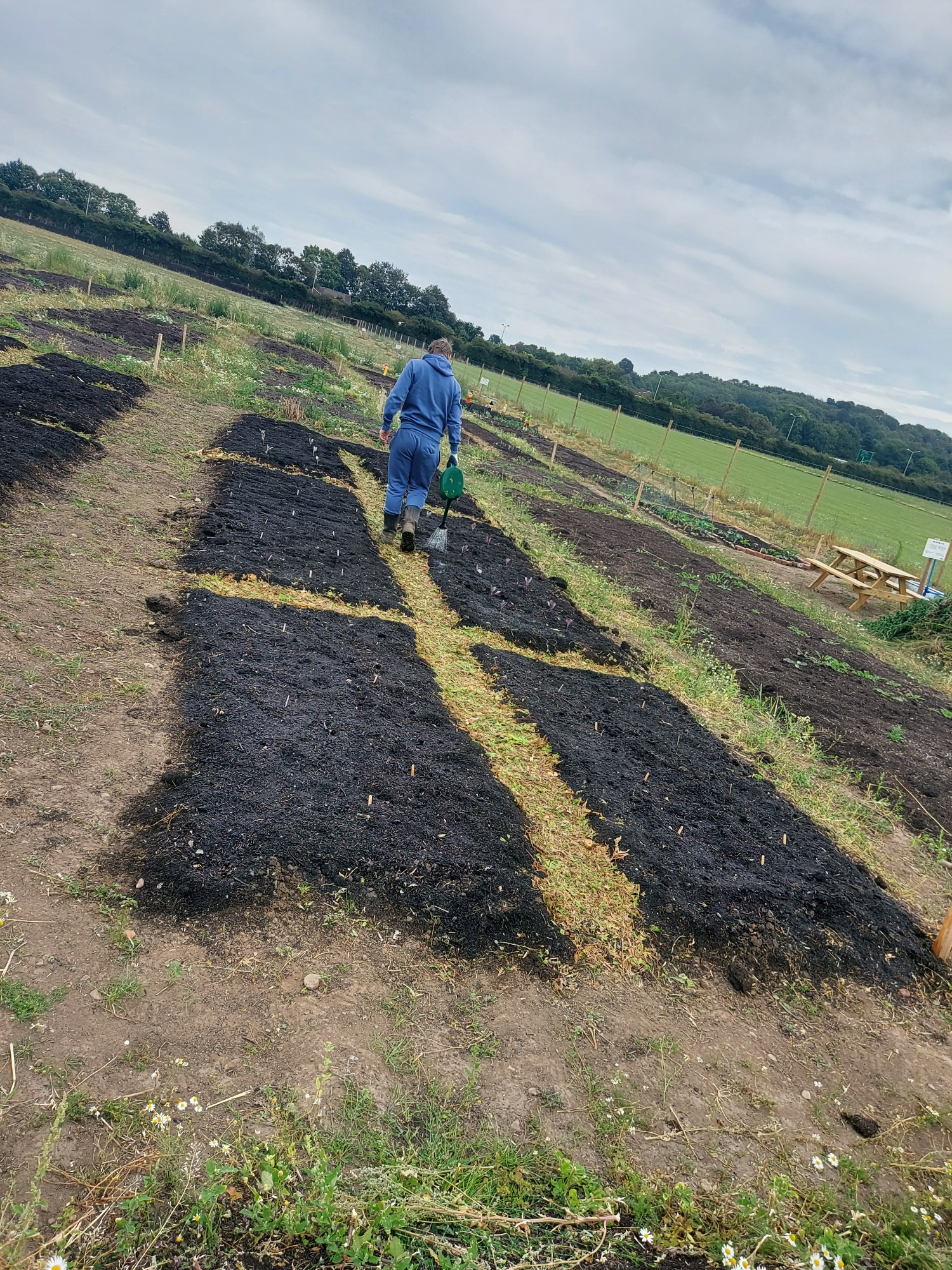 A person in blue overalls working on a field marked with strips of dark soil.