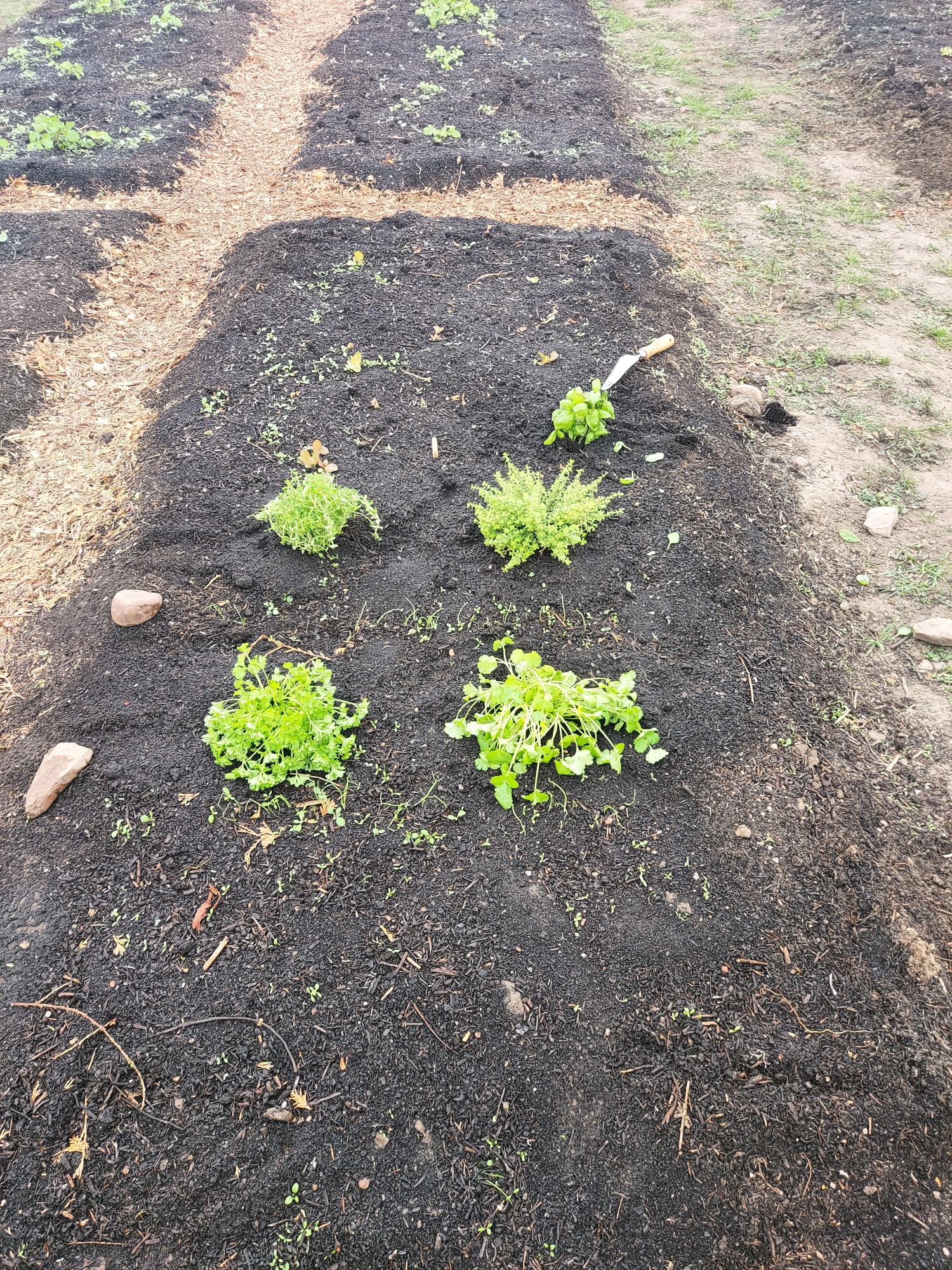 Four small green plants growing in a freshly tilled garden bed.