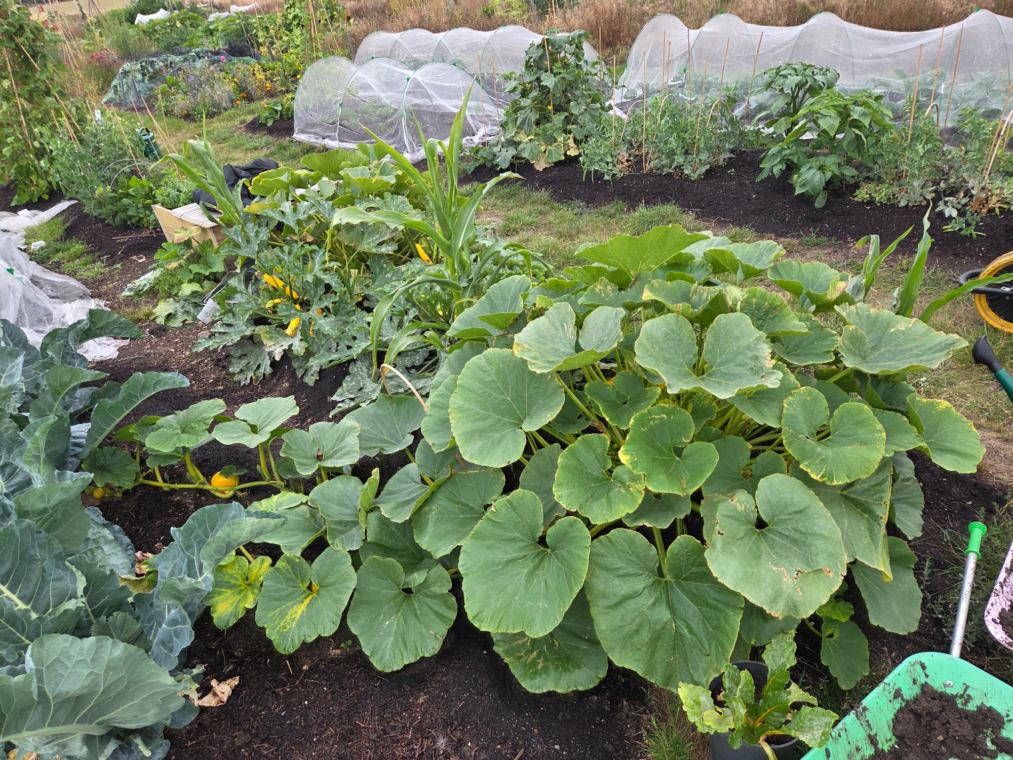 Lush garden with large green pumpkin leaves and various vegetable plants.