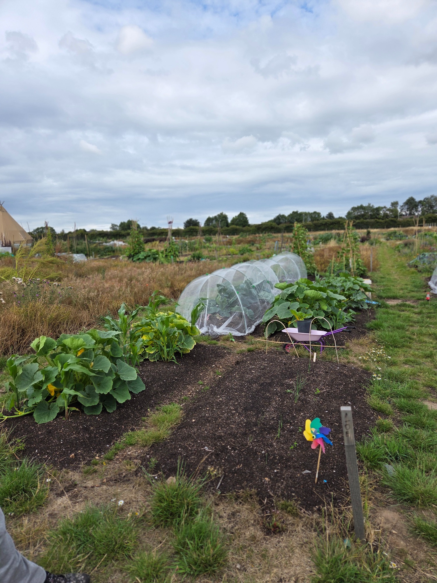 Vegetable garden with covered plants and a variety of crops growing in an outdoor setting.