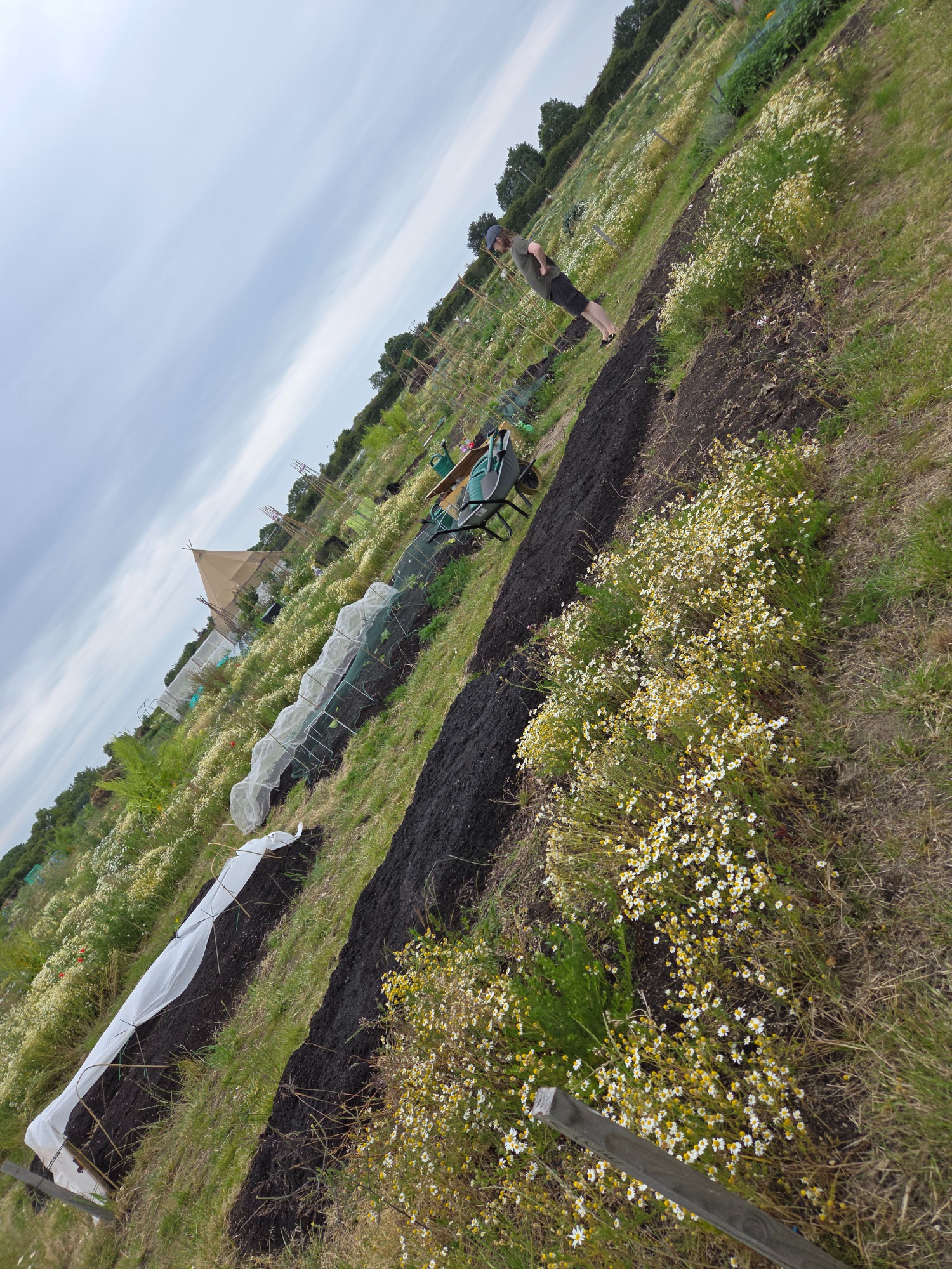 Gardener tending to plots with plants and soil in a rural landscape under cloudy skies.