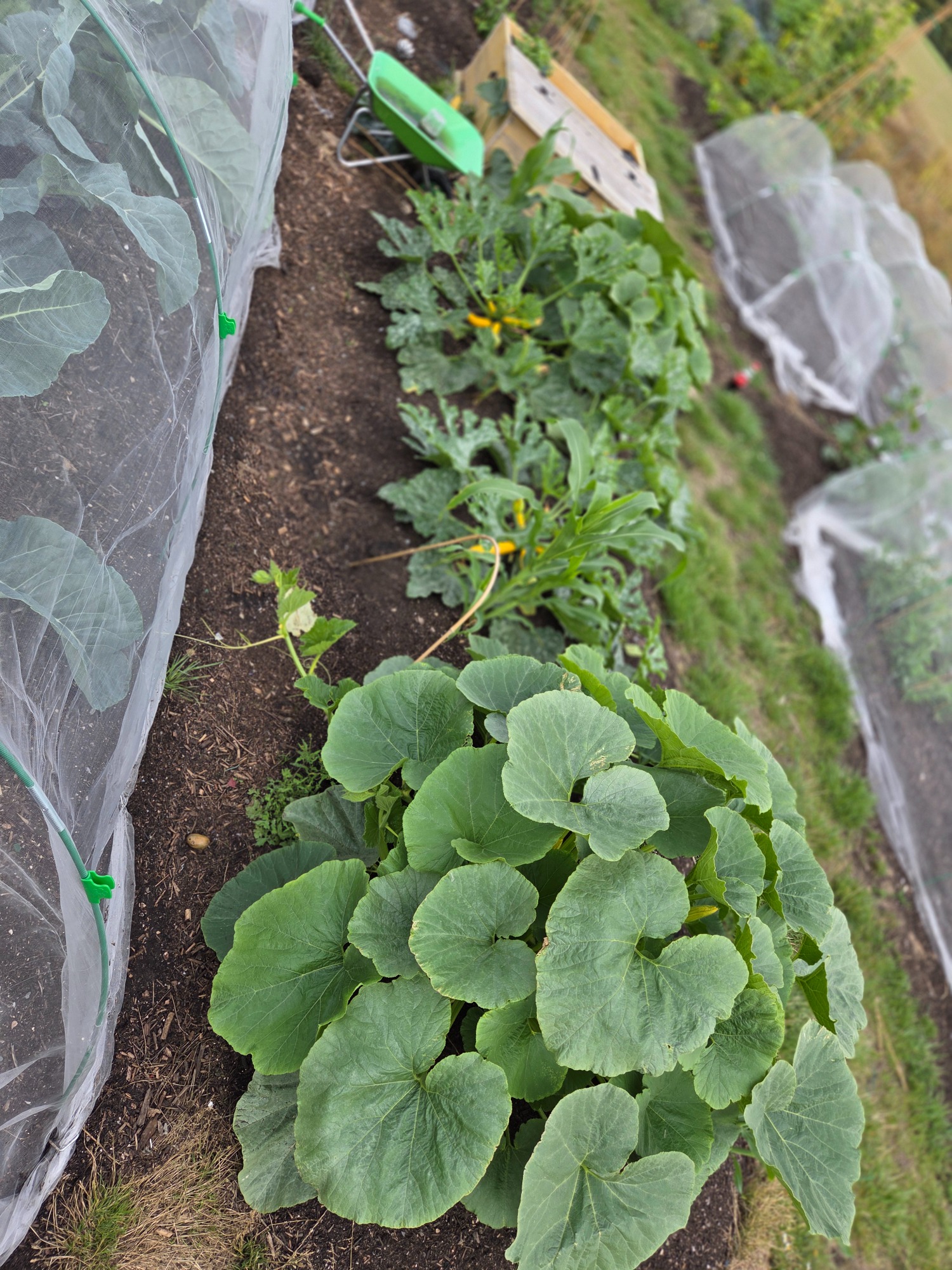 Rows of vegetables, including large leafy plants, covered with protective mesh.