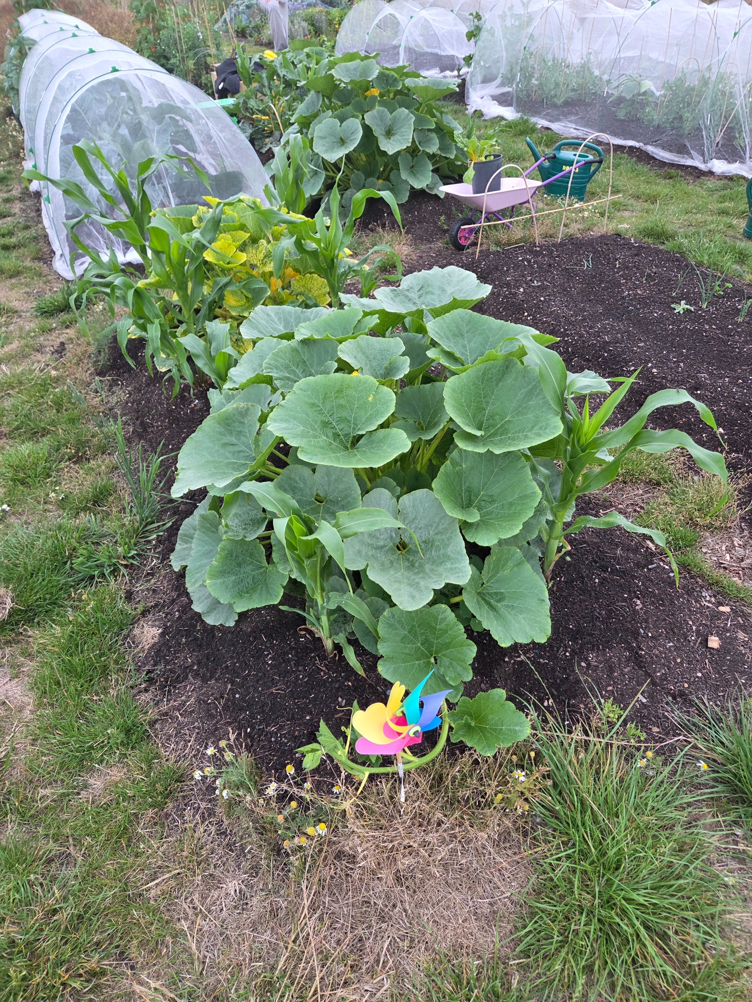 A well-maintained vegetable garden with leafy green plants and colourful decorations.