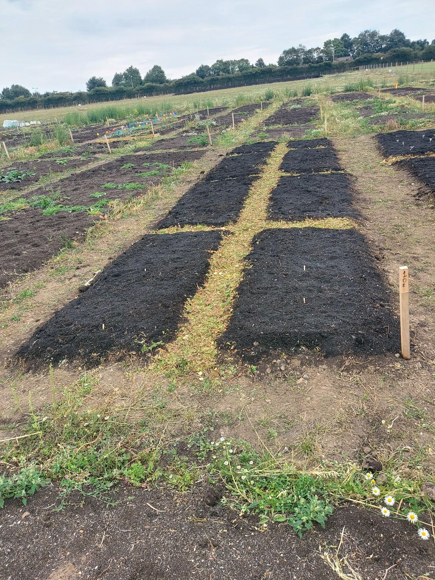 Rows of tilled soil in a field, with a cross shape marked by lighter soil.