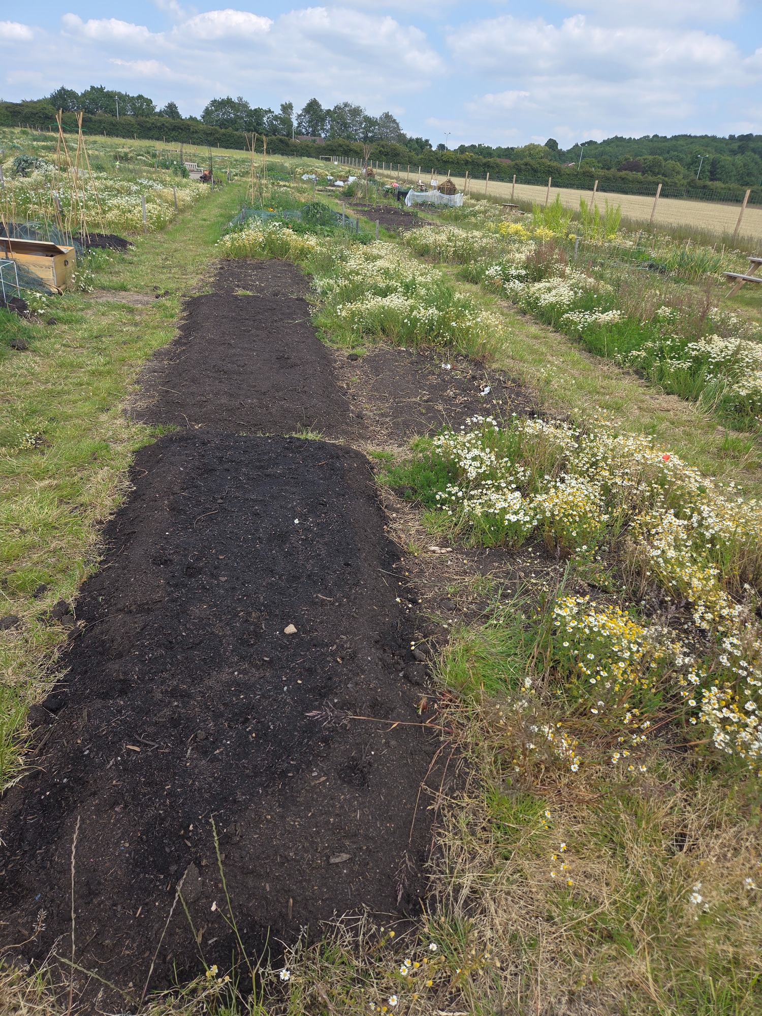 Dirt plots separated by grass and wildflowers in a rural field under a cloudy sky.