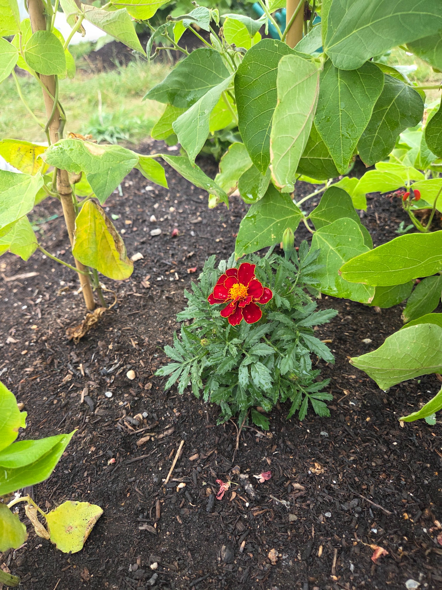 Red flower surrounded by green leaves in a garden.