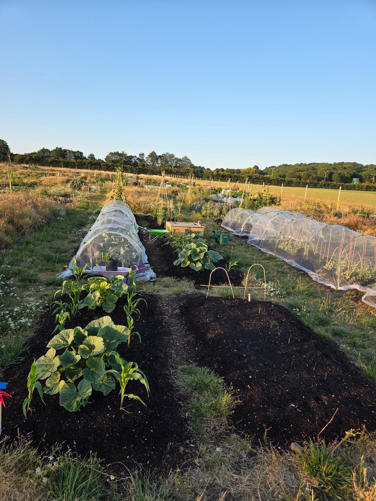 Rows of vegetable beds covered with netting in a sunny field.
