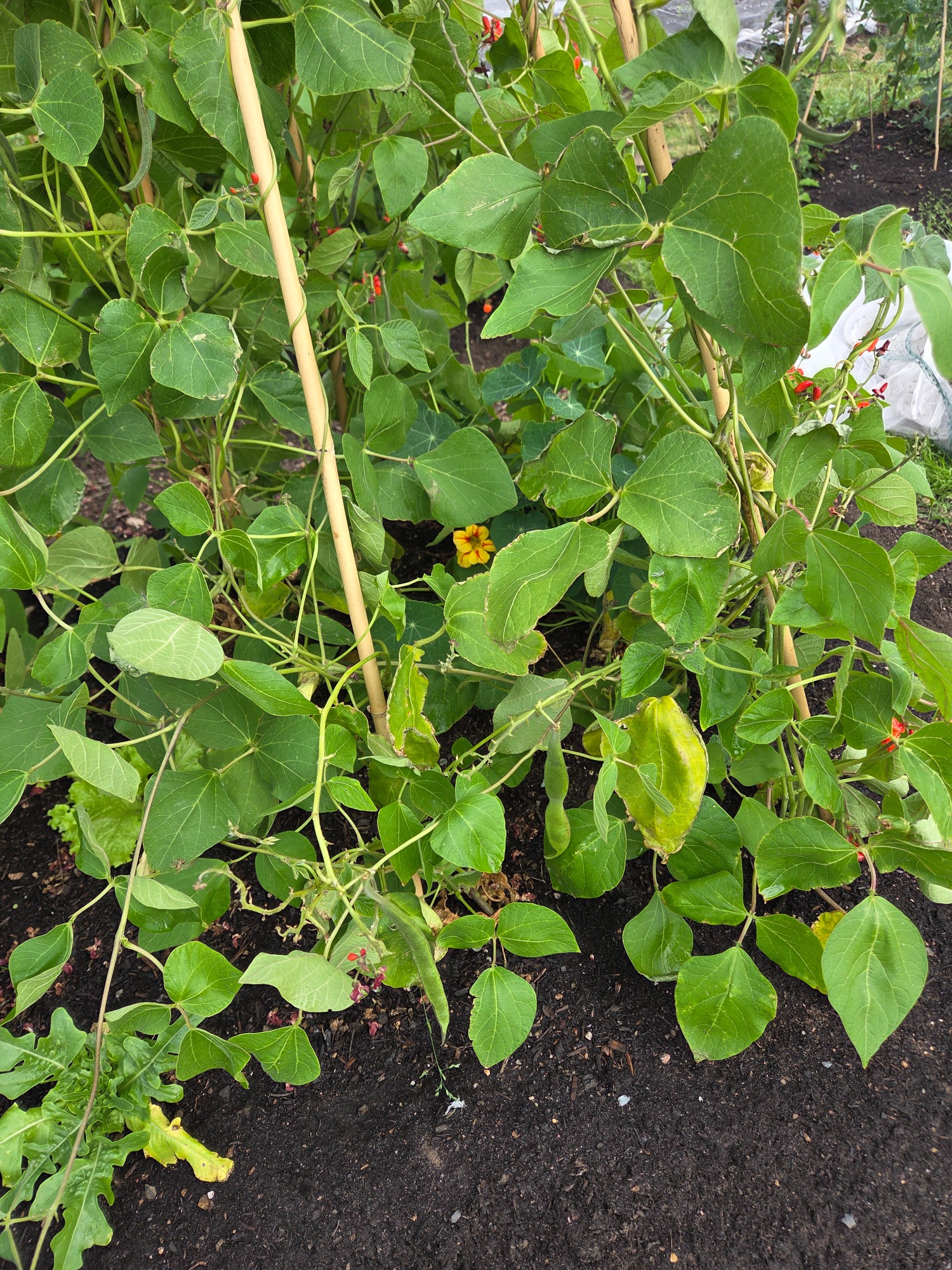 Green plants with beans climbing on bamboo sticks in rich, dark soil.