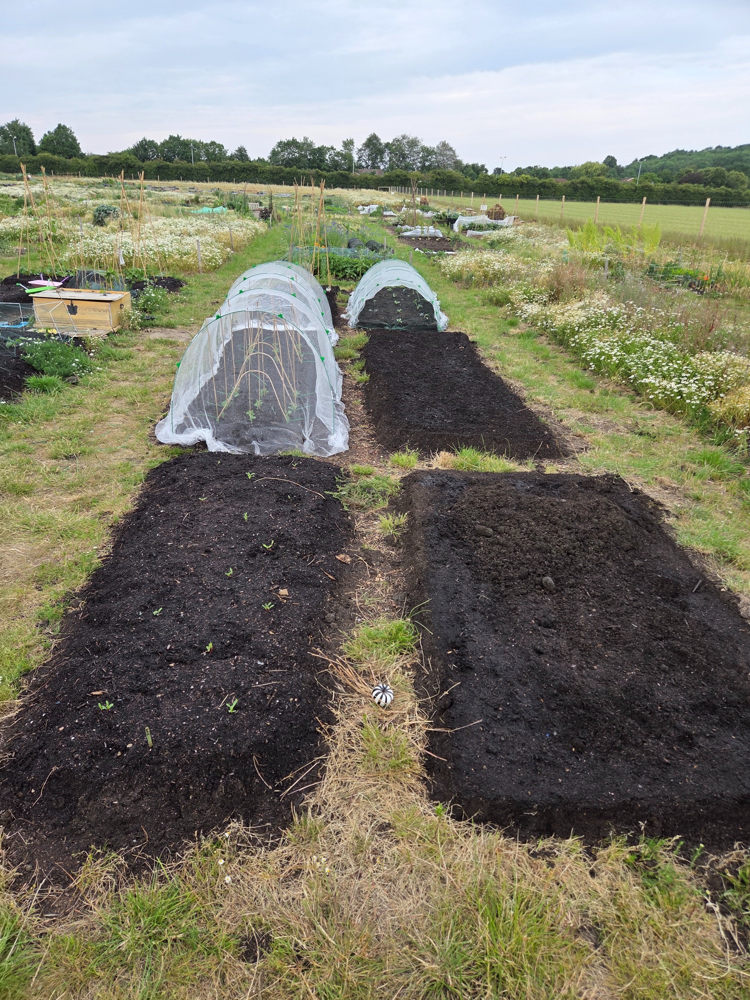 Two raised garden beds with black soil, surrounded by grass and small plants.