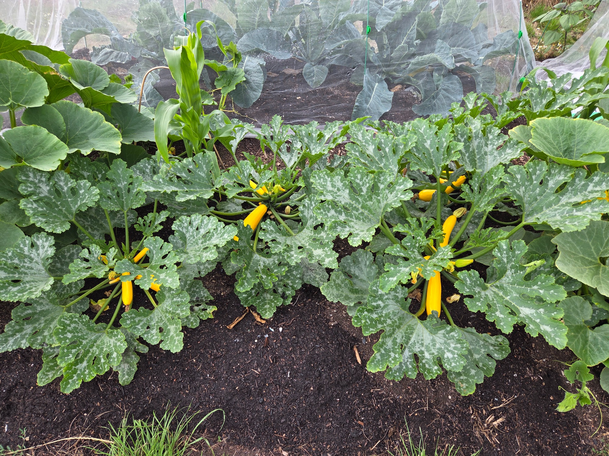 Yellow courgettes growing among lush green leaves in a garden bed.