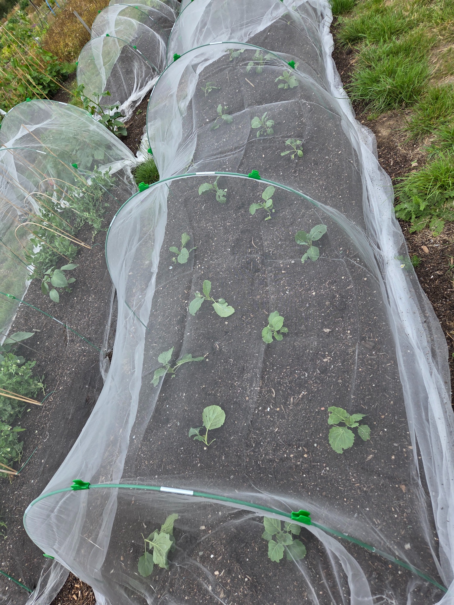 Rows of young plants covered with protective insect netting.