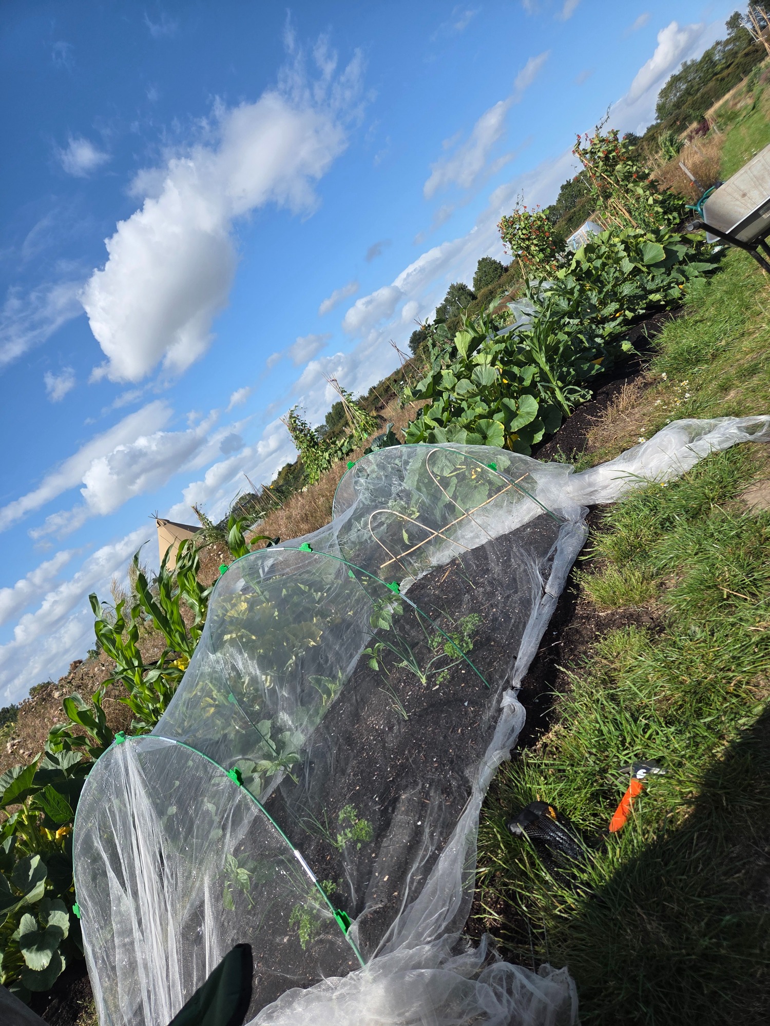 A garden bed covered with mesh, surrounded by green plants and a blue sky.