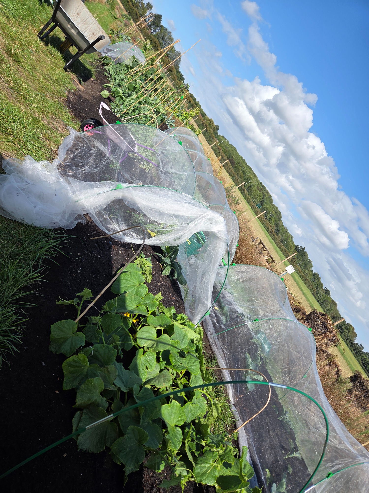 Vegetable garden with netted plants and green foliage under a blue sky.