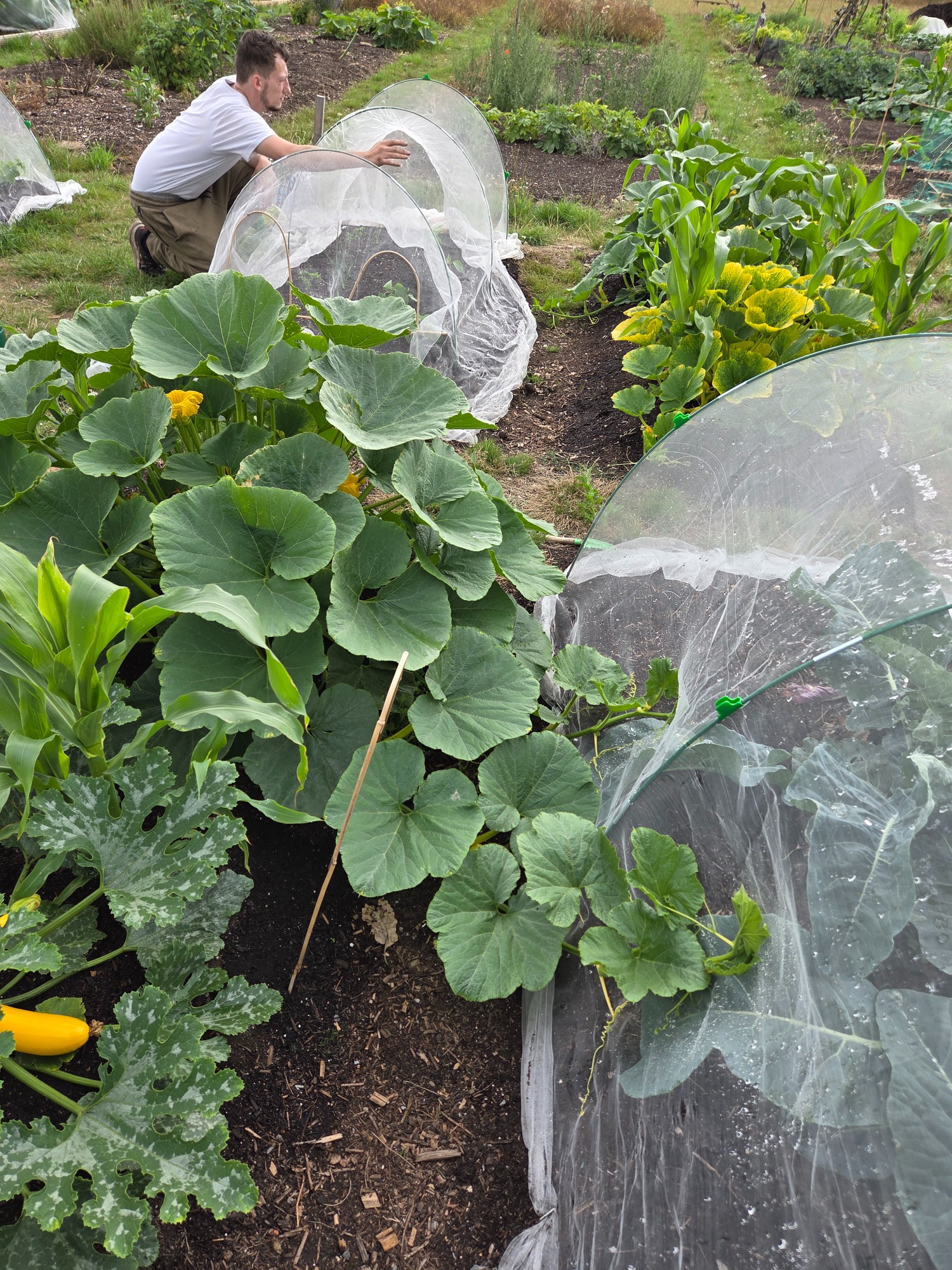 A gardener tends to a vegetable patch covered with protective mesh. Lush green plants visible.