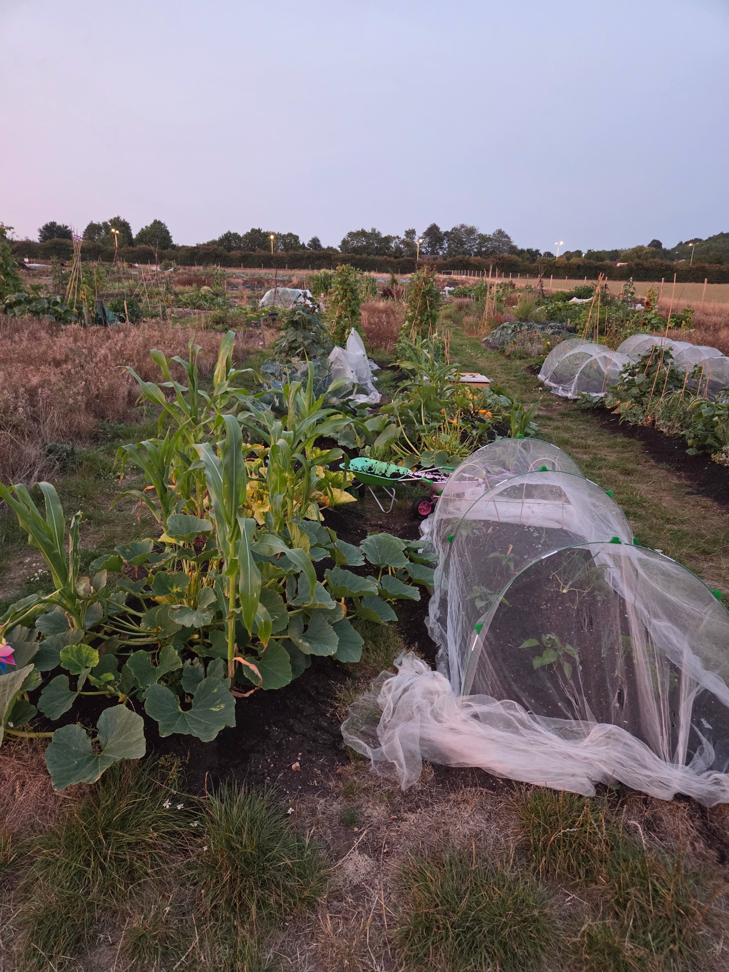 Vegetable plot with covered plants in a field during dusk.