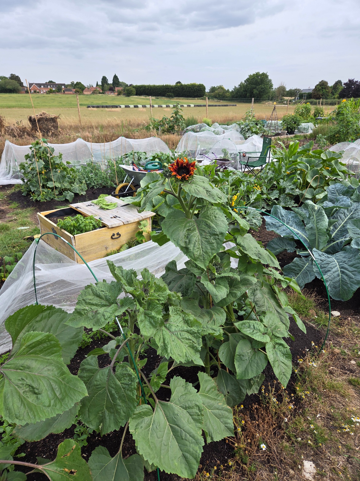 Vegetable garden with green plants, a sunflower, and a wooden crate in the background.