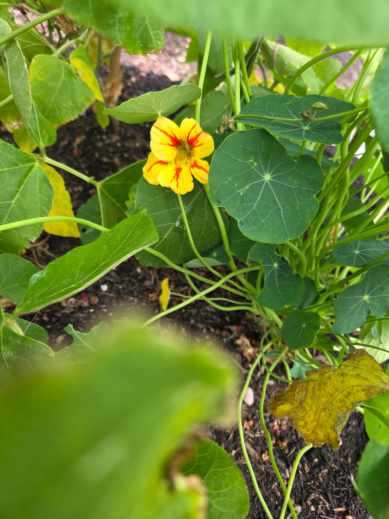 Bright yellow flower with red markings among green leaves in a garden setting.