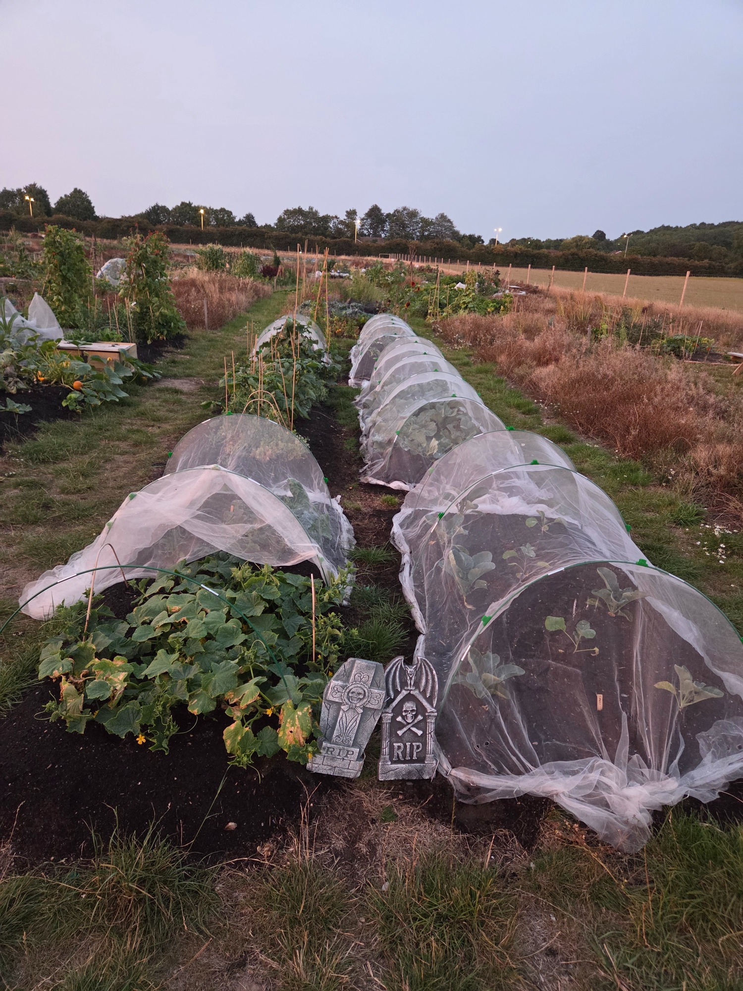 Rows of vegetable beds covered with protective mesh in a farm field at dusk.